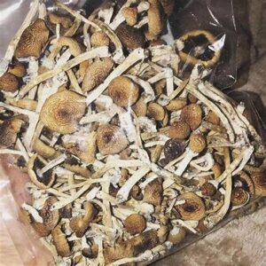 Golden Teacher Mushroom
magic mushrooms uk
