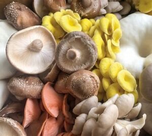 recipe for mushroom pate