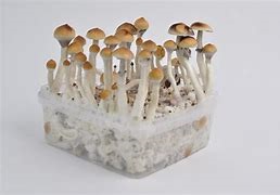 psilocybin mushrooms uk