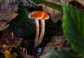 Psilocybin magic mushrooms