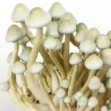 Albino A+ Spores magic mushroom spores