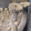 Leucistic Burma Spores