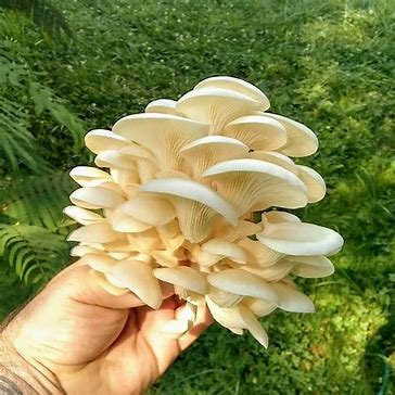 Pearl Oyster Mushroom