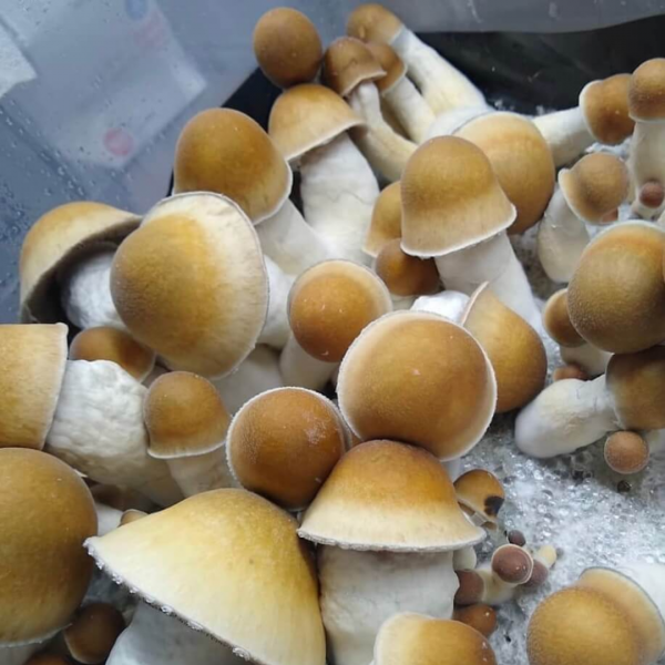 Penis Envy Spore Swabs psilocybin mushrooms uk
