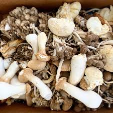 recipe for mushroom